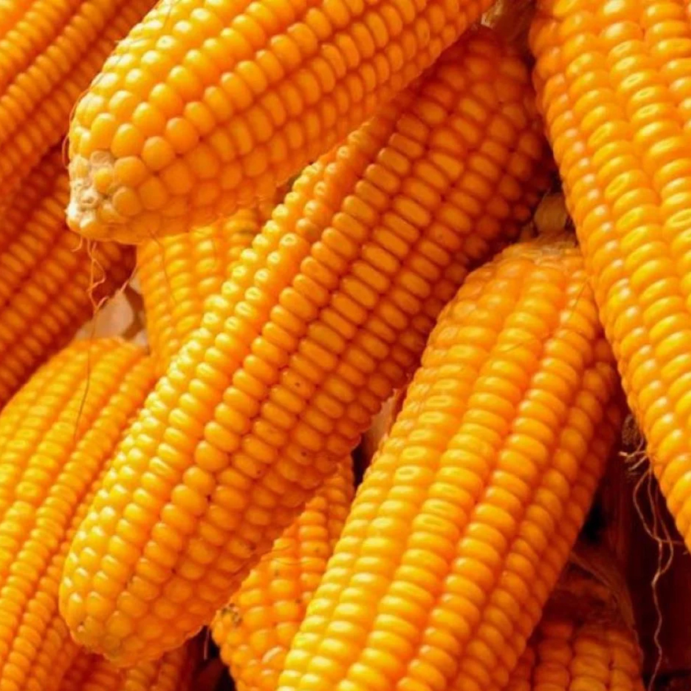 Corn - photo 2