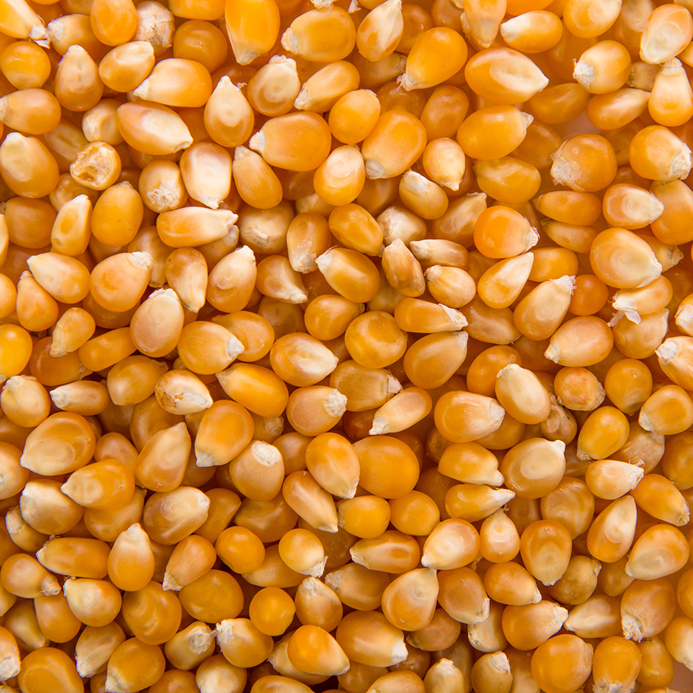Corn - photo 3
